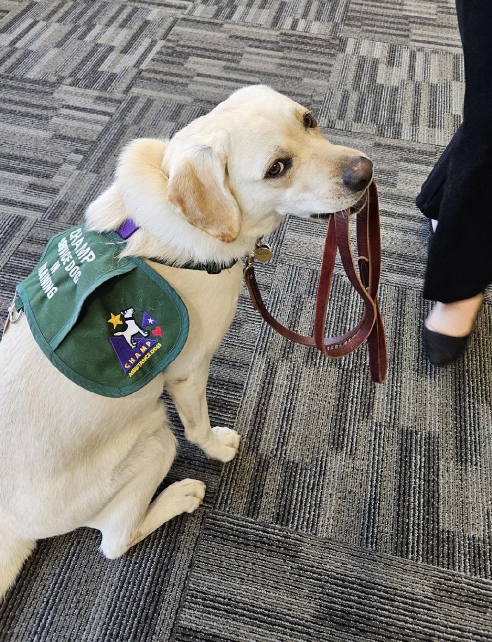 Assistance Dog Lead.jpg Assistance Dog Lead.jpg