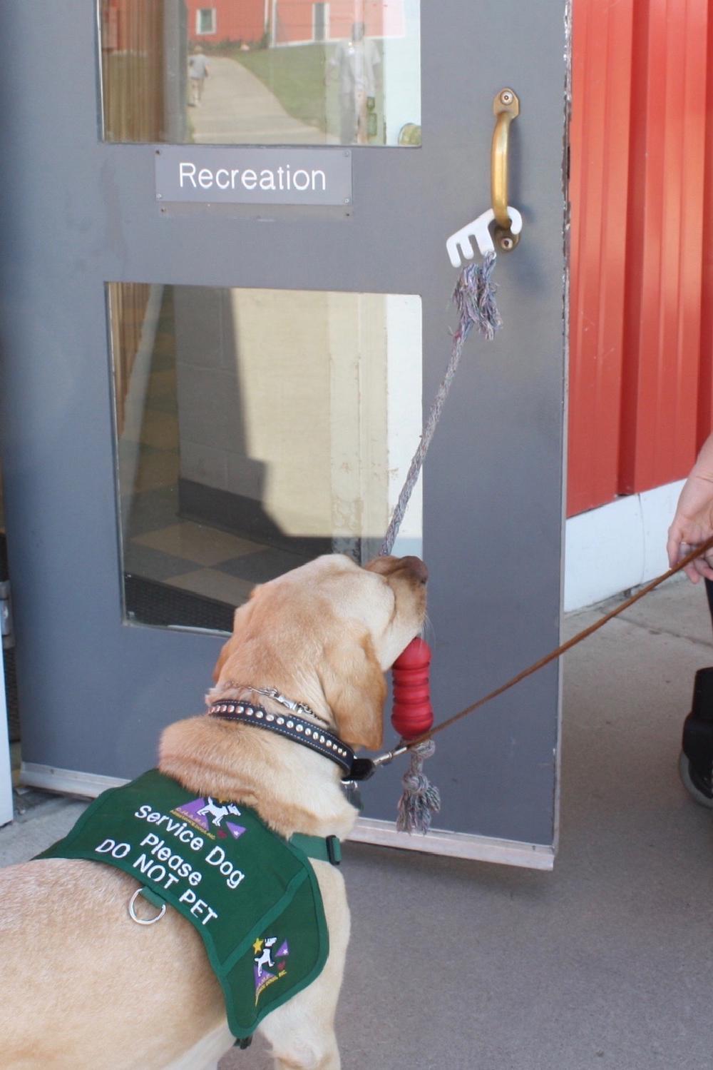 dog holding door open dog holding door open