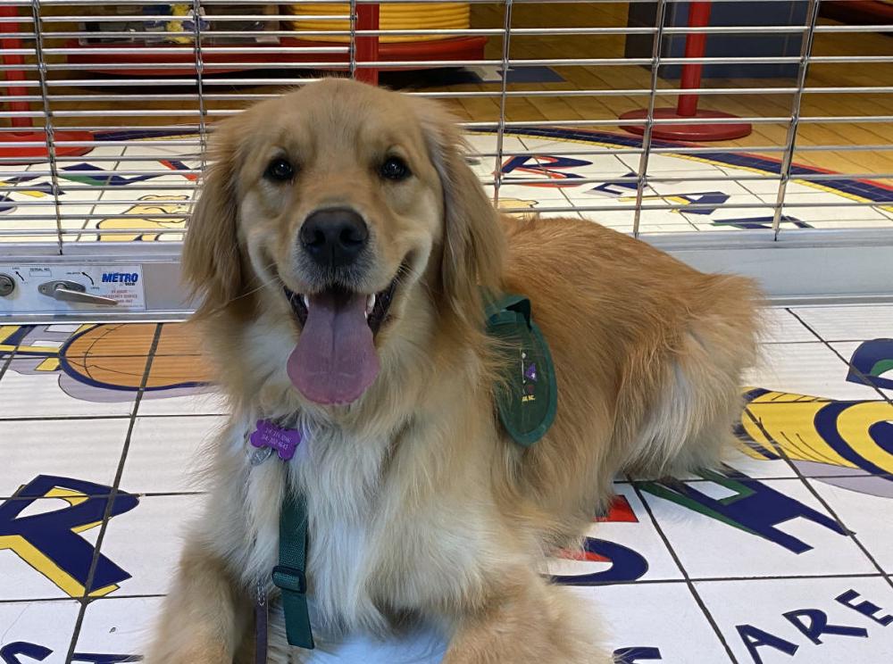 Puppy at Mall.jpg Puppy at Mall.jpg