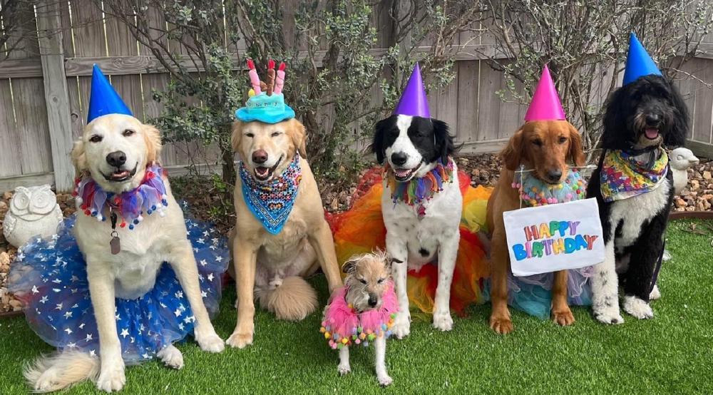 PartyDogs.jpg PartyDogs.jpg