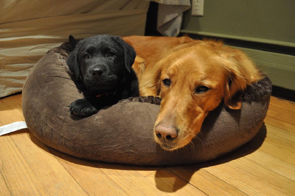 oakley snuggling with big dog oakley snuggling with big dog