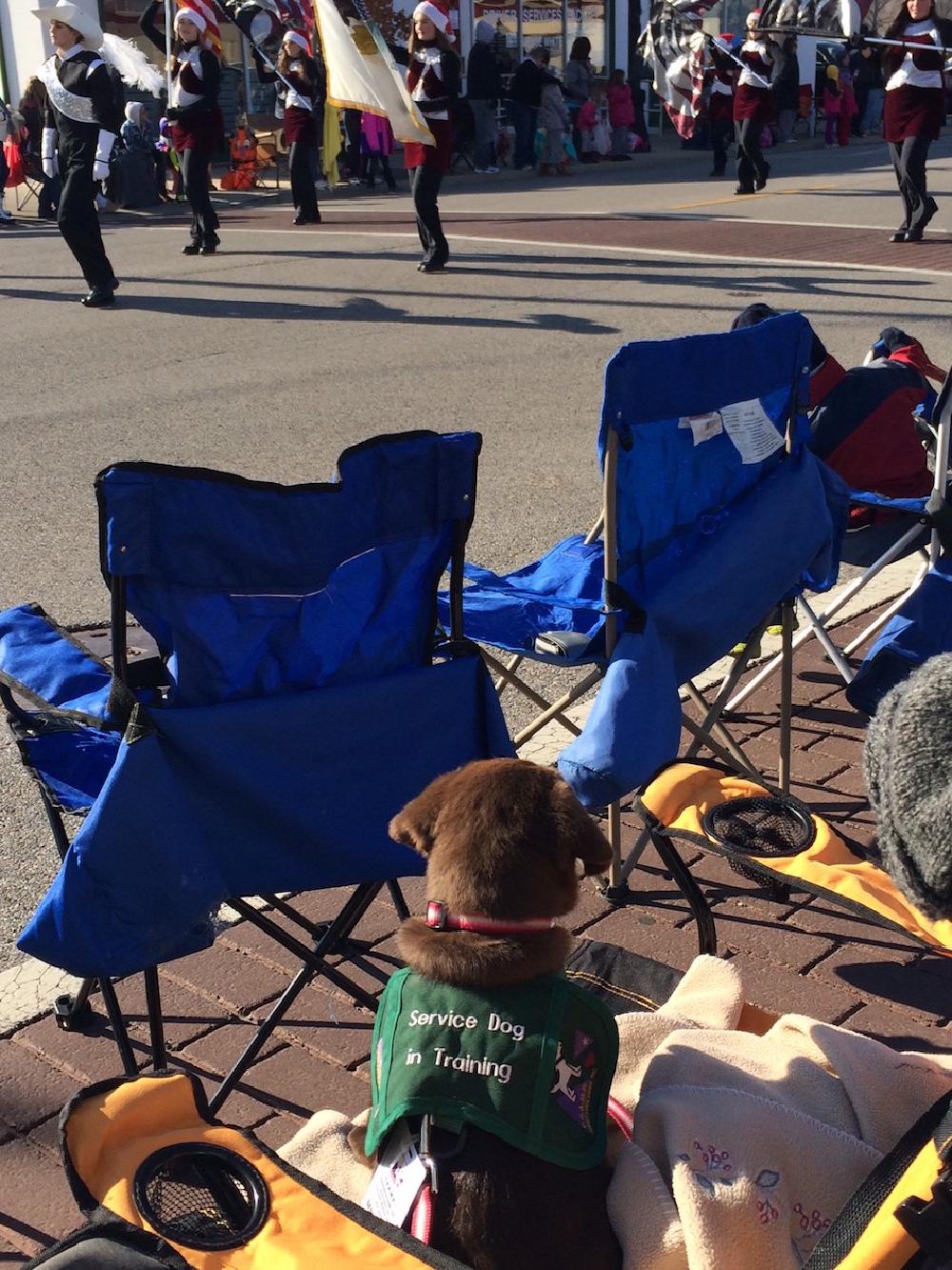 puppy watching a parade puppy watching a parade