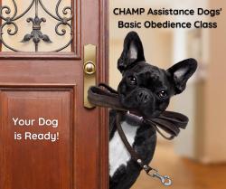 Images/ObedienceClass/ObedienceClassDog.jpg Images/ObedienceClass/ObedienceClassDog.jpg
