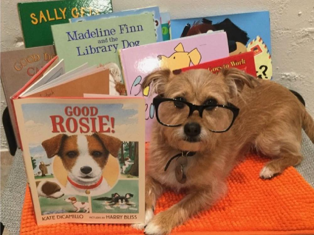 champ dog (not really) reading a book champ dog (not really) reading a book