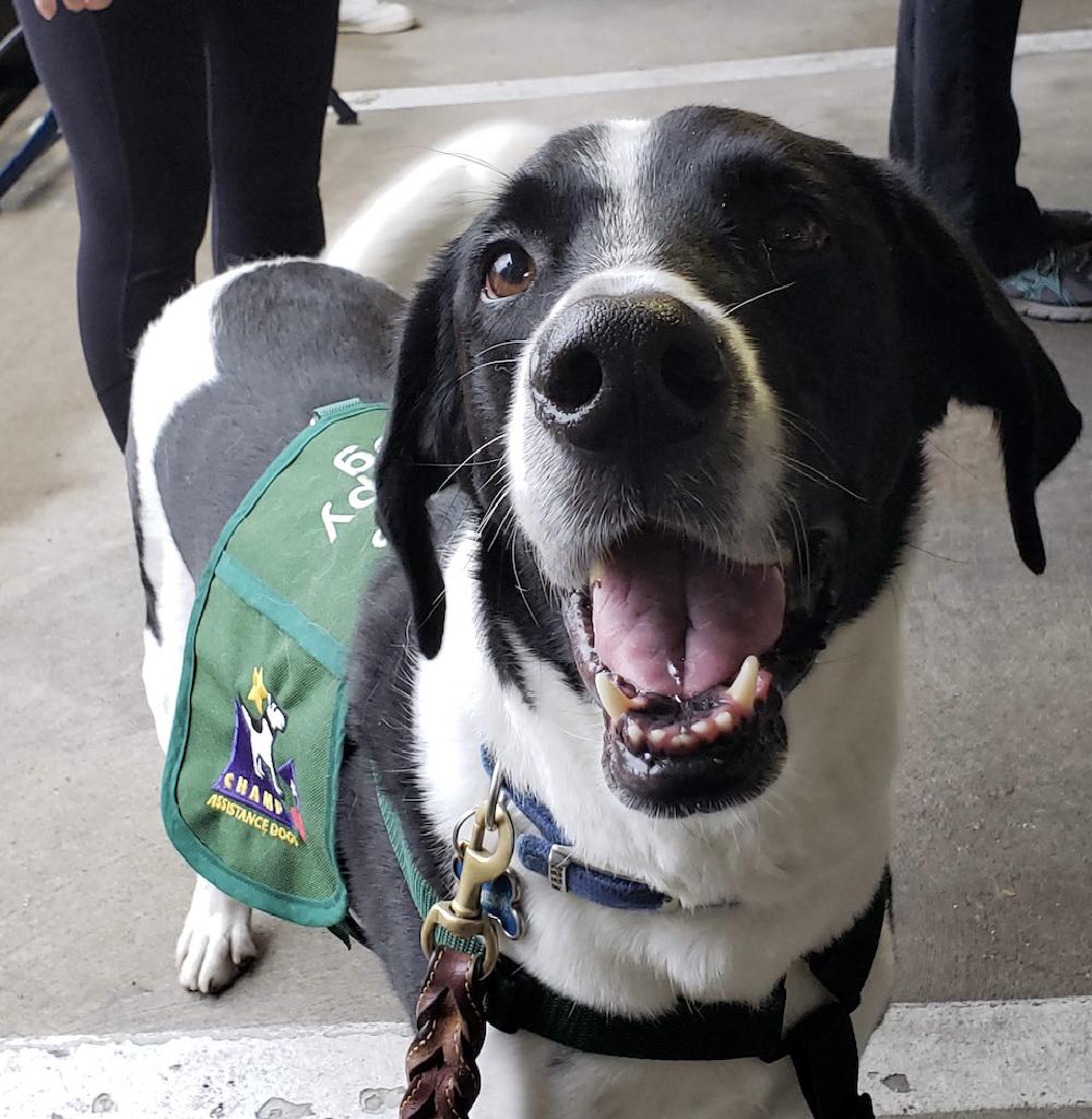 Therapy Dog.jpg Therapy Dog.jpg