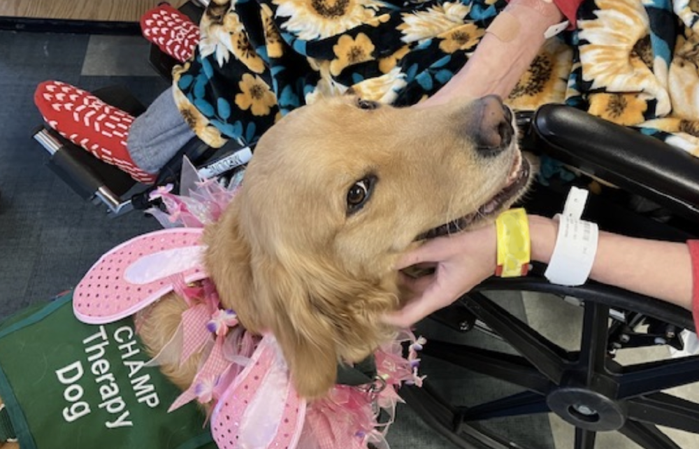 Therapy Dog.png Therapy Dog.png